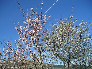 Prunus Amygdalus: Origine e storia, Descrizione, Distribuzione e habitat