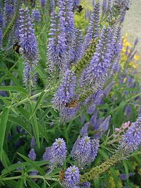 Pseudolysimachion-longifolium-spikes.JPG