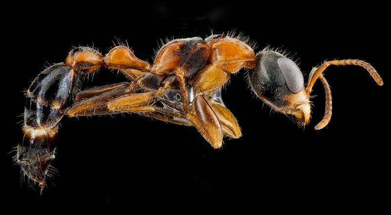 File:Pseudomyrmex gracilis from Biscayne National Park, Florida - USGS Bee Inventory and Monitoring Laboratory.jpg