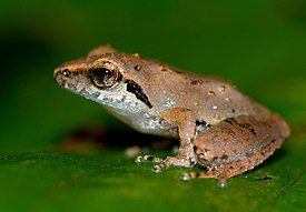 Pseudophilautus wynaadensis