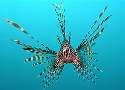Pterois volitans (Rascasse volante) est une espèce de poissons très venimeux de la famille des Scorpaenidae. Il ne faut pas la confondre avec d'autres poissons appelés aussi rascasses volantes.