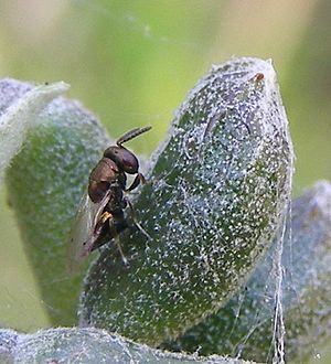 Pteromalus albipennis group.jpg