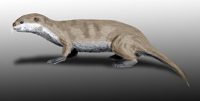 Restoration of Puijila