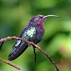 Purple-throated carib hummingbird.jpg