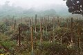 Puya dasylirioides, Habitat