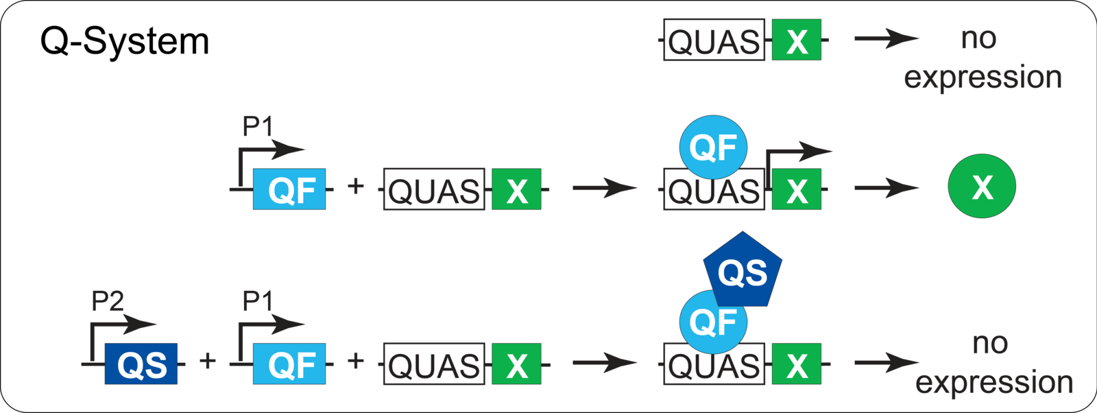 Репортерные гены. Новые типы репортерных генов.. QSYSTEM. Q systems