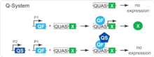 Repressible Q binary expression system. Q-system shematic.png