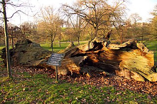 <span class="mw-page-title-main">Queen Elizabeth's Oak, Greenwich Park</span> Tree in Greenwich Park, London, England