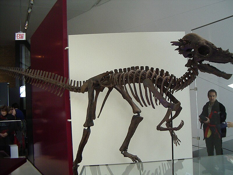 File:ROM - Pachycephalosaurus.jpg