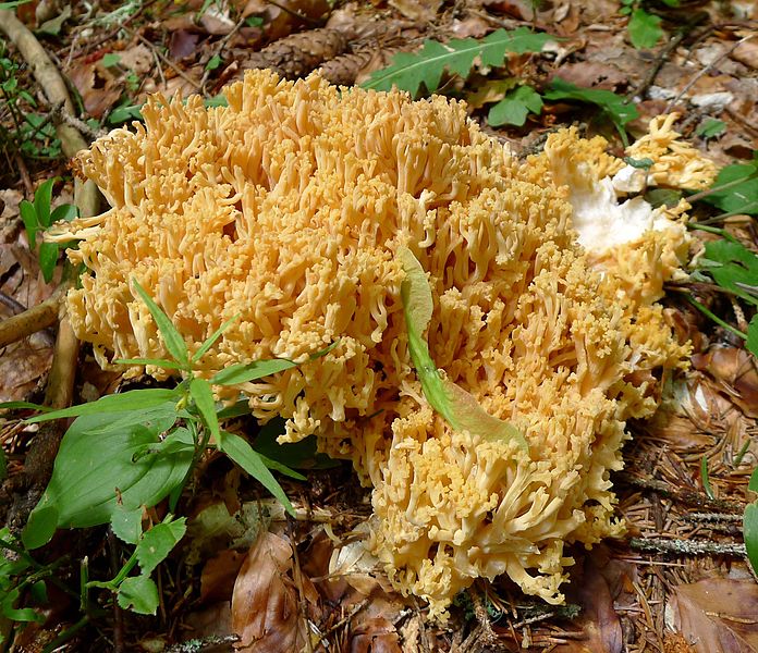 File:Ramaria species. (15854102333).jpg