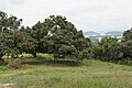 Rambutan tree (Nephelium lappaceum)