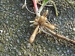 Radici tuberose (R. ficaria)