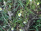 Ranunculus trichophyllus.JPG