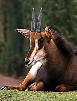 Rappenantilope-06.jpg