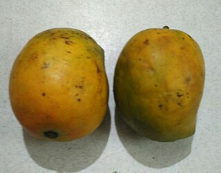 Raspuri Variety of mango