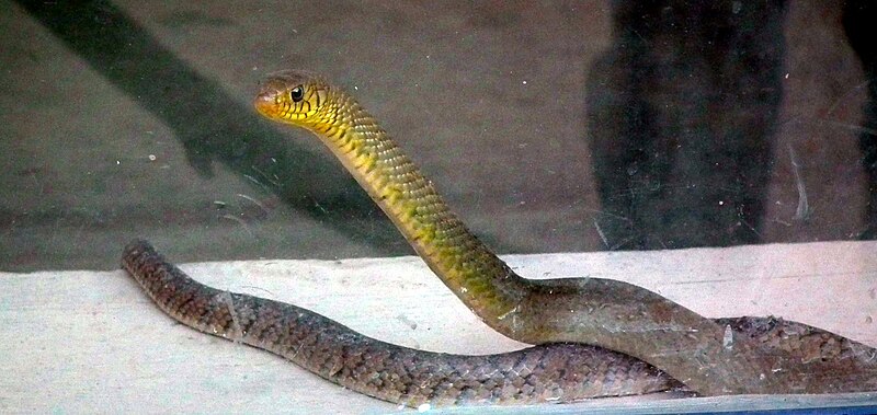 File:Rat snake at mysore zoo.jpg