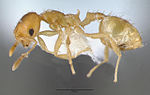 Recurvidris recurvispinosa casent0010681 profil 1.jpg