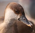 Red-crested Pochard by Keven Law.jpg