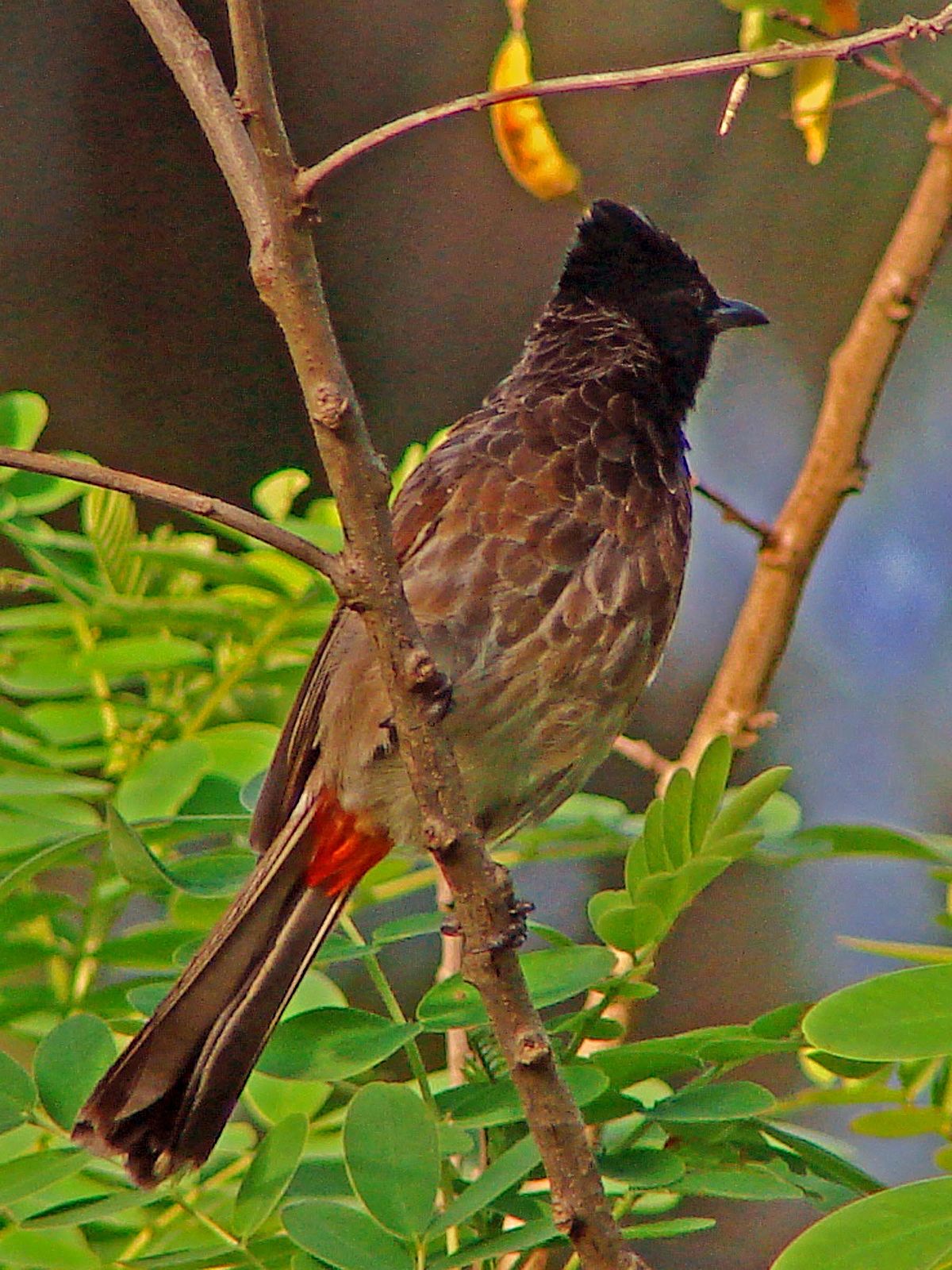 Bulbul à Ventre Rouge Wikipédia