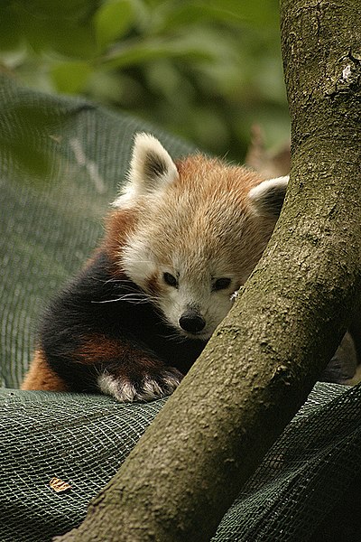 File:Redpanda bristolzoo 0003.jpg