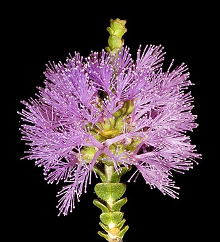 <i>Regelia ciliata</i> Species of shrub