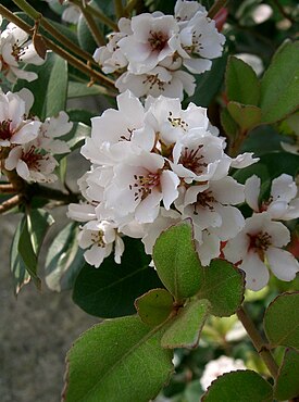 Rhaphiolepis umbellata