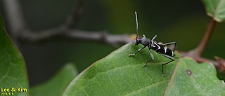 <i>Rhaphuma</i> Genus of beetles