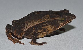 Descrizione dell'immagine Rhinella macrorhina.jpg.