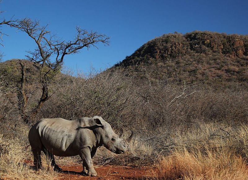 File:Rhino, bush, hill and sky (7765533604).jpg