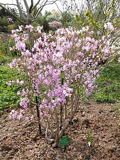 <i>Rhododendron rubiginosum</i> Species of plant