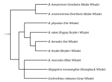 Diagrama de taxonomia