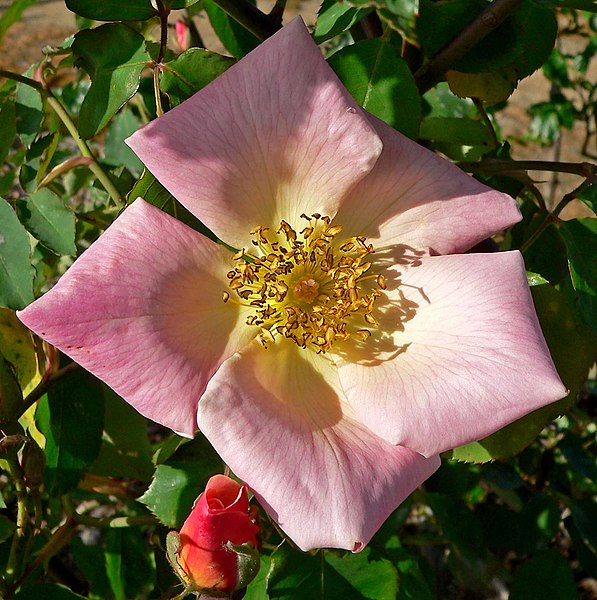 File:Rosa Irish Fireflame 2.jpg