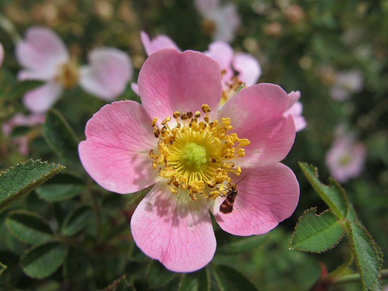File:Rosa micrantha inflorescence (06).jpg