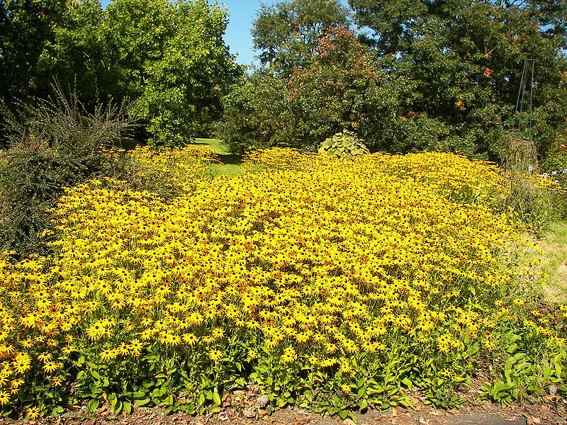 File:Rudbeckia fulgida 001.jpg