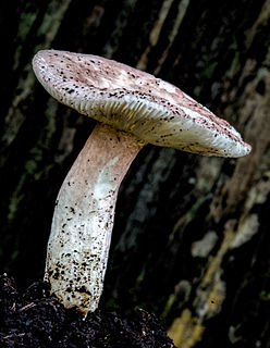 <i>Russula lenkunya</i> Species of fungus