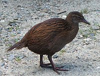 Weka