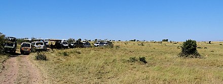 A typical scene at a safari in the Masaai Mara. One vehicle finds a lion resting in the shade of a bush. The driver reports this on the radio, and within minutes a dozen vehicles are lined up to let their passengers view glimpses of lion.