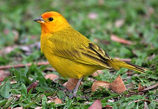 Die Safranammer ist eine Vogel