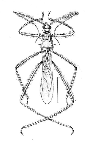 <span class="mw-page-title-main">Saicinae</span> Subfamily of true bugs