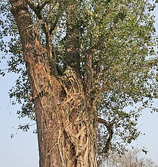 Sal trunk constricted by a ficus tree at Jayanti