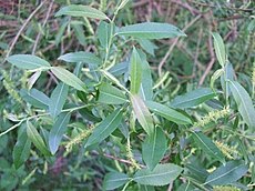 Salix triandra leaves-1.JPG