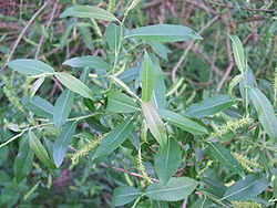 Salix triandra smileaves- 1. 
 JPG