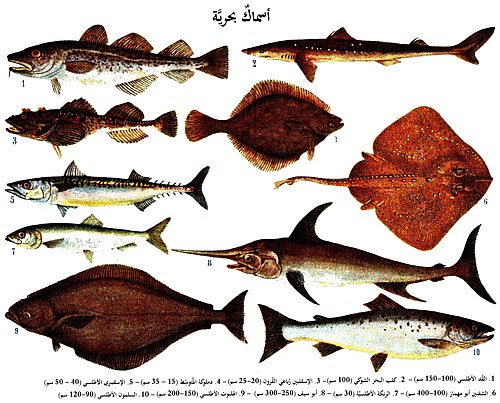 تتشابه الأسماك التي تعيش في البيئة المائية العذبة مع الأسماك التي تعيش في البيئة المائية البحرية، لأن الأسماك لها نفس التركيب