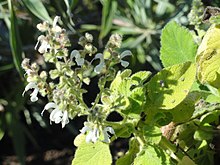 Salvia broussonetii httpsuploadwikimediaorgwikipediacommonsthu