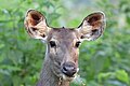 * Nomination Sambar (Rusa unicolor) female, Kanha National Park --Charlesjsharp 18:10, 17 January 2018 (UTC) * Decline Too much noise here, sorry, I know how difficult is this kind of shot by experience but IMHO below the QI bar --Poco a poco 18:35, 17 January 2018 (UTC)