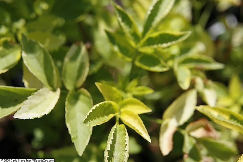 File:Sambucus nigra Madonna 2zz.jpg