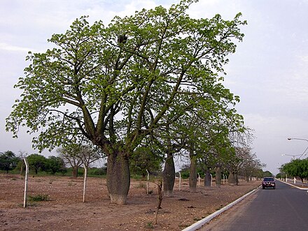 Samu'ú tree lined avenue