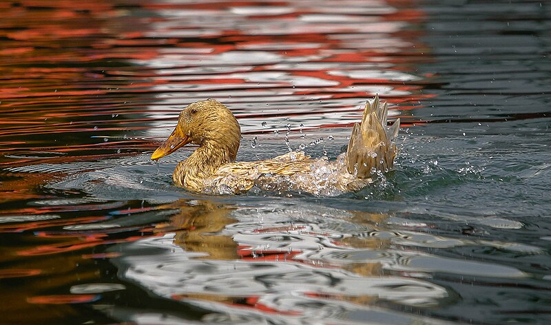 File:Sangu Wildlife Sanctuary - 13.jpg