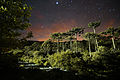 * Nomination Araucarias under the stars in the Gaucho Highlands by Guilherme Becker. -- Zoldyick 01:14, 16 May 2016 (UTC) * Decline  Oppose Insufficient quality. Sorry. Very interesting composition. I like it. But: Unsharp at the right. Looks overprocessed. And it looks like leaning in. --XRay 05:36, 16 May 2016 (UTC)