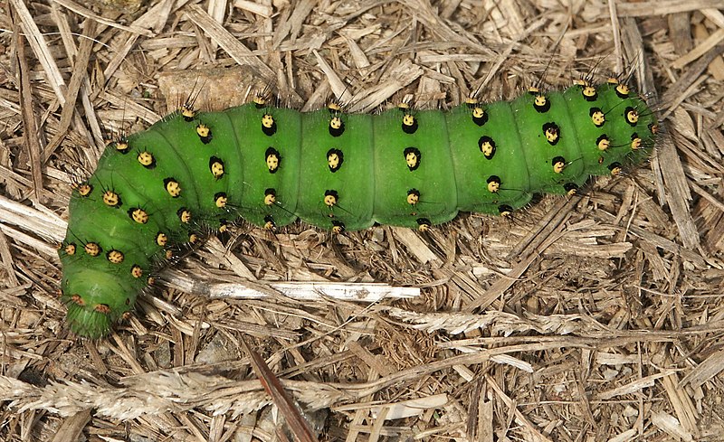 File:Saturnia pavonia.JPG